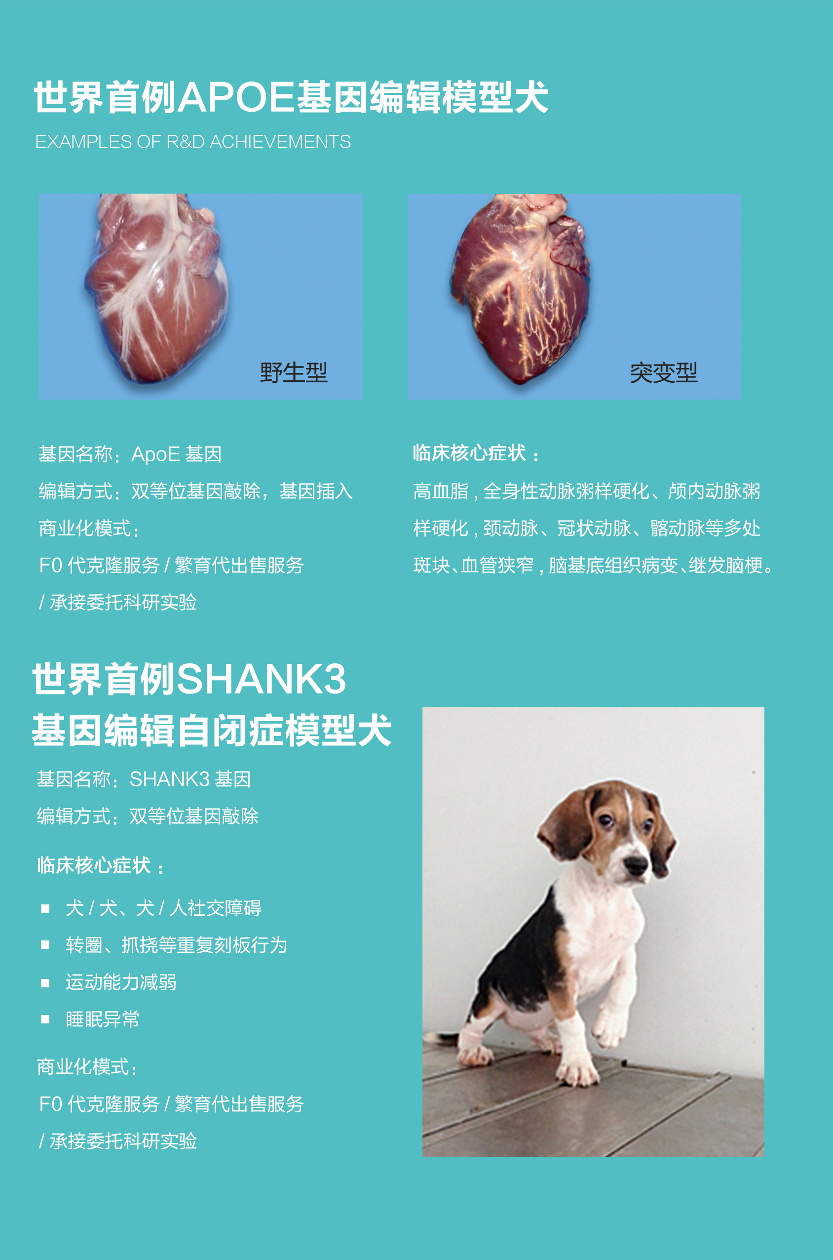 基因编辑模型犬1